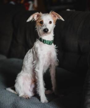 Theodore -  Terrier and Mixed Breed Dog for Adoption in Choctaw, Oklahoma - Theodore | PetCurious