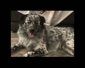 Rescue Australian Shepherd and Australian Cattle Dog Blue Heeler Dogs for Adoption - Toudou. | PetCurious
