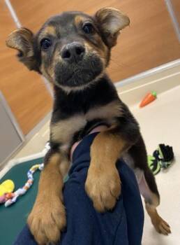 Rescue Feist Dogs for Adoption in Gloucester, Massachusetts - Pumpkin Patch | PetCurious