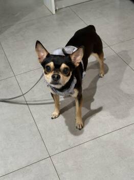 Rocky -  Chihuahua Dog for Adoption in Sunrise, Florida - Rocky | PetCurious