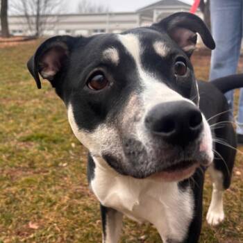 Pit Bull Terrier and Mixed Breed Dogs Available for Adoption - Thunder | PetCurious