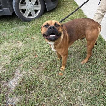 Hank -  Pit Bull Terrier Dog for Adoption in Elberon, Virginia - Hank | PetCurious