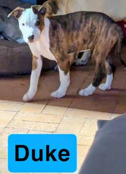 Cattle Dog and Bulldog Dogs Available for Adoption - DUKE | PetCurious