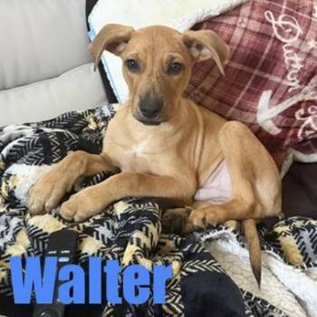 Walter -  Hound and Mixed Breed Dog for Adoption in Ellicott City, Maryland - Walter | PetCurious