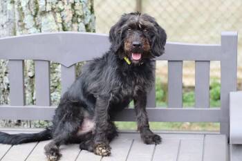 Rescue Beagle and Poodle Dogs for Adoption in Poolesville, Maryland - Sabot | PetCurious