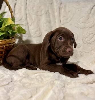 Chocolate Labrador Retriever Dogs Available for Adoption - Nestle | PetCurious