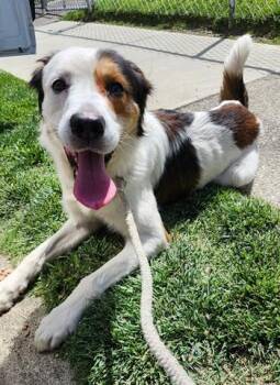 Border Collie and Great Pyrenees Dogs Available for Adoption in Dayton, Ohio - JUST JIM | PetCurious