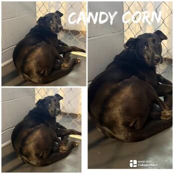 Candy Corn -  Black Labrador Retriever Dog for Adoption in Saint James, Missouri - Candy Corn | PetCurious