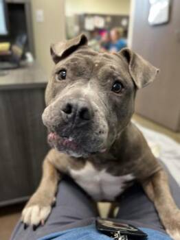 Girlfriend -  Staffordshire Bull Terrier and Mixed Breed Dog for Adoption in Fishers, Indiana - Girlfriend | PetCurious