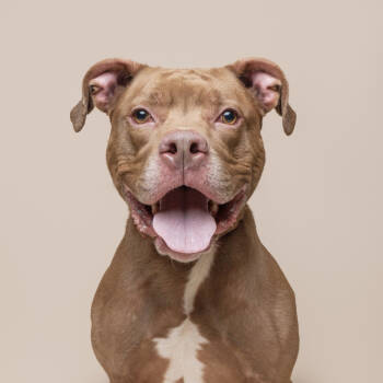 Rescue Mixed Breed Dogs for Adoption in Pittsburgh, Pennsylvania - Walden | PetCurious