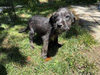 Irish Terrier Dogs Available for Adoption in Hillsborough, North Carolina - Faith | PetCurious