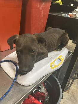Rescue Labrador Retriever and Mixed Breed Dogs for Adoption in Hot Springs, Arkansas - Peanut | PetCurious