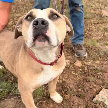 American Bulldog Dogs Available for Adoption in Pagosa Springs, Colorado - SAMMY | PetCurious