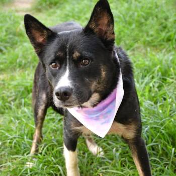 Zen -  Shepherd Dog for Adoption in Beaumont, Texas - Zen | PetCurious