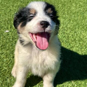 Chandler -  Australian Shepherd and Mixed Breed Dog for Adoption in Matteson, Illinois - Chandler | PetCurious