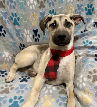 Dutch -  Shepherd and Labrador Retriever Dog Available for Adoption in Corona, California - Dutch | PetCurious