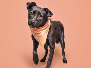 Labrador Retriever Dogs Available for Adoption in Brentwood, Missouri - TWILIGHT | PetCurious