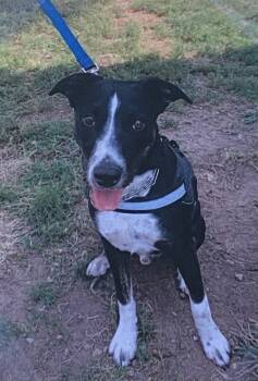 Rescue Australian Cattle Dog Blue Heeler Dogs for Adoption in Fort Madison, Iowa - Wilson | PetCurious