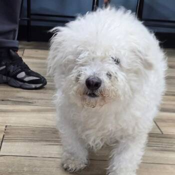 Brandon -  Bichon Frise Dog for Adoption in Newark, New Jersey - Brandon | PetCurious