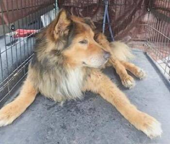 Bear -  German Shepherd Dog and Mixed Breed Dog for Adoption in Lafayette, Tennessee - Bear | PetCurious