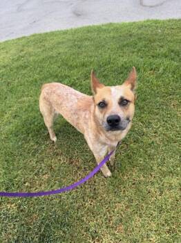 LAFFY TAFFIE -  Australian Cattle Dog Blue Heeler and Mixed Breed Dog for Adoption in Riverside, California - LAFFY TAFFIE | PetCurious