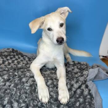 Nico -  Great Pyrenees and Shepherd Dog for Adoption in San Antonio, Texas - Nico | PetCurious