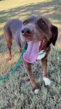 Rescue Chocolate Labrador Retriever Dogs for Adoption in Cumby, Texas - Brown Betty | PetCurious