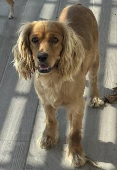 Cocker Spaniel Dogs Available for Adoption in Austin, Texas - Poky | PetCurious