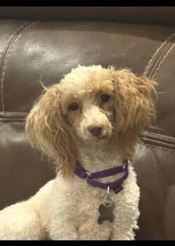 Fire -  Poodle Dog for Adoption in Holly Springs, North Carolina - Fire | PetCurious