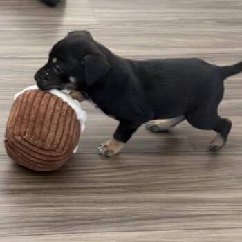 Pit Bull Terrier Dogs Available for Adoption - Bumble Bee | PetCurious