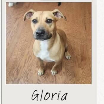Gloria -  Mixed Breed Dog Available for Adoption in Highland, New York - Gloria | PetCurious