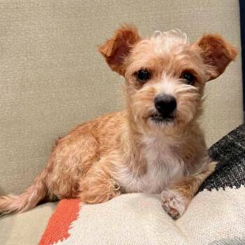 Butter -  Cairn Terrier Dog for Adoption in Mead, Colorado - Butter | PetCurious