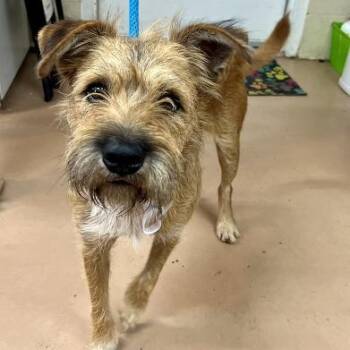 Potluck -  Terrier Dog for Adoption in Bethel, Connecticut - Potluck | PetCurious