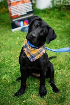Charlie -  Labrador Retriever Dog for Adoption in Frankfort, New York - Charlie | PetCurious