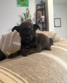 Artie -  Terrier Dog for Adoption in Berlin, New Jersey - Artie | PetCurious