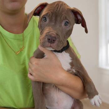 Cashew -  Pit Bull Terrier and American Staffordshire Terrier Dog for Adoption in Tampa, Florida - Cashew | PetCurious