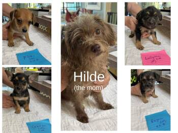Yorkshire Terrier and Dachshund Dogs Available for Adoption in Benton, Louisiana - Viking Pups And Mom (NOT YET AVAILABLE) | PetCurious