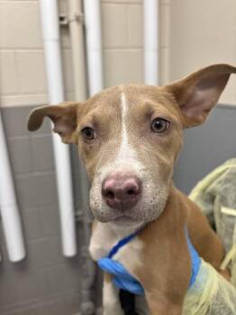 Pit Bull Terrier and Mixed Breed Dogs Available for Adoption in Las Vegas, Nevada - LILA | PetCurious