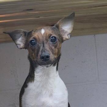 Brownie -  Rat Terrier and Terrier Dog for Adoption in Madisonville, Kentucky - Brownie | PetCurious