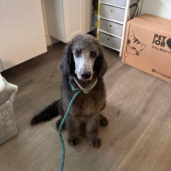 Cole -  Poodle Dog for Adoption in Tampa, Florida - Cole | PetCurious
