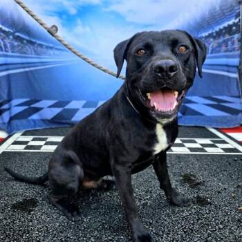 Labrador Retriever and Mixed Breed Dogs Available for Adoption in Long Beach, California - CISCO | PetCurious