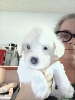 Morkie Dogs Available for Sale in Gilmer, Texas - Beauty | PetCurious