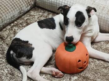 Rescue Great Dane Dogs for Adoption in Lexington, North Carolina - BENTLEY | PetCurious