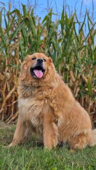 Great Pyrenees Dogs Available for Adoption in Huntington, Indiana - Trevor | PetCurious