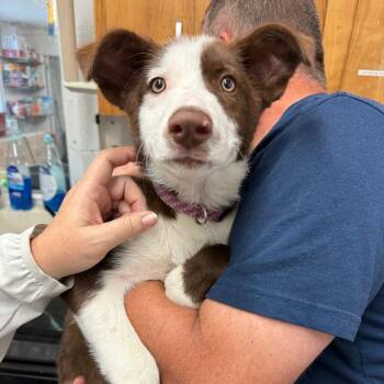 Ginger Snap -  Australian Shepherd Dog for Adoption in Evensville, Tennessee - Ginger Snap | PetCurious