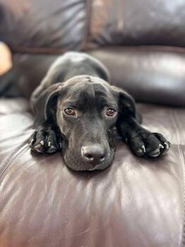 Bob -  Black Labrador Retriever Dog for Adoption in Billerica, Massachusetts - Bob | PetCurious