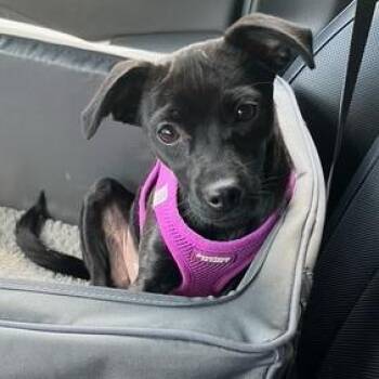 Pepper -  Rat Terrier and Chihuahua Dog for Adoption in Mooresville, Indiana - Pepper | PetCurious