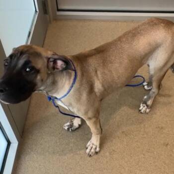 August -  Mastiff and Mixed Breed Dog for Adoption in Edmond, Oklahoma - August | PetCurious