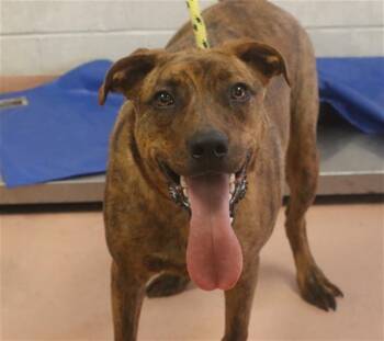 Rescue Mixed Breed Dogs for Adoption in Columbia, South Carolina - FLINT | PetCurious