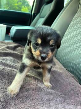 Madison the mixed breed puppy -  Miniature Pinscher and Schnauzer Dog for Adoption in Muskego, Wisconsin - Madison The Mixed Breed Puppy | PetCurious